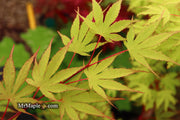 - Acer palmatum 'Nicholsonii' Japanese Maple - Mr Maple │ Buy Japanese Maple Trees