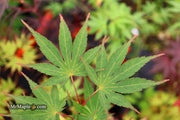 - Acer palmatum 'Nicholsonii' Japanese Maple - Mr Maple │ Buy Japanese Maple Trees