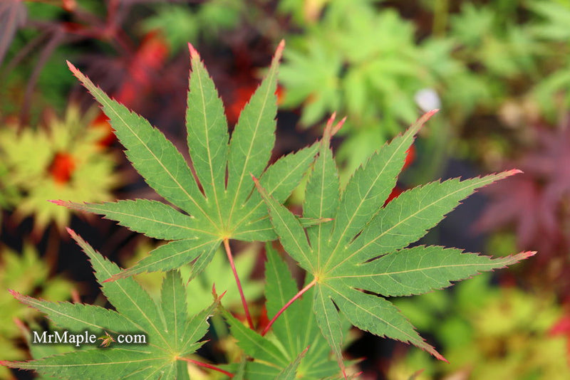 - Acer palmatum 'Nicholsonii' Japanese Maple - Mr Maple │ Buy Japanese Maple Trees