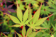 - Acer palmatum 'Nicholsonii' Japanese Maple - Mr Maple │ Buy Japanese Maple Trees