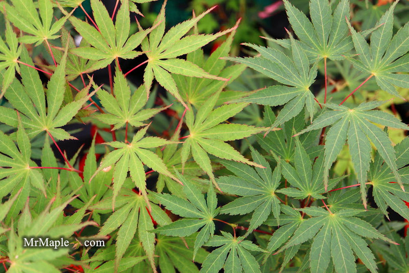 - Acer palmatum 'Nicholsonii' Japanese Maple - Mr Maple │ Buy Japanese Maple Trees
