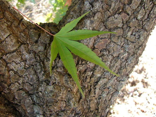 - Acer palmatum 'Nishiki gawa' Pinebark Japanese Maple - Mr Maple │ Buy Japanese Maple Trees