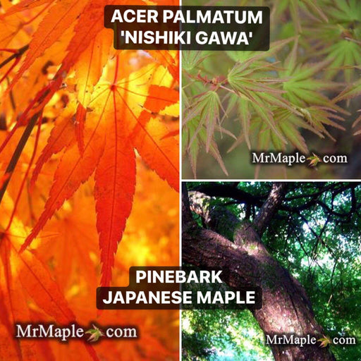 - Acer palmatum 'Nishiki gawa' Pinebark Japanese Maple - Mr Maple │ Buy Japanese Maple Trees