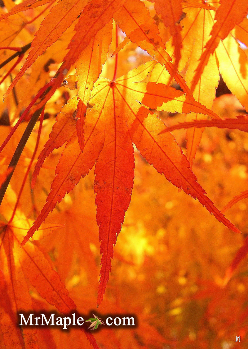 - Acer palmatum 'Nishiki gawa' Pinebark Japanese Maple - Mr Maple │ Buy Japanese Maple Trees