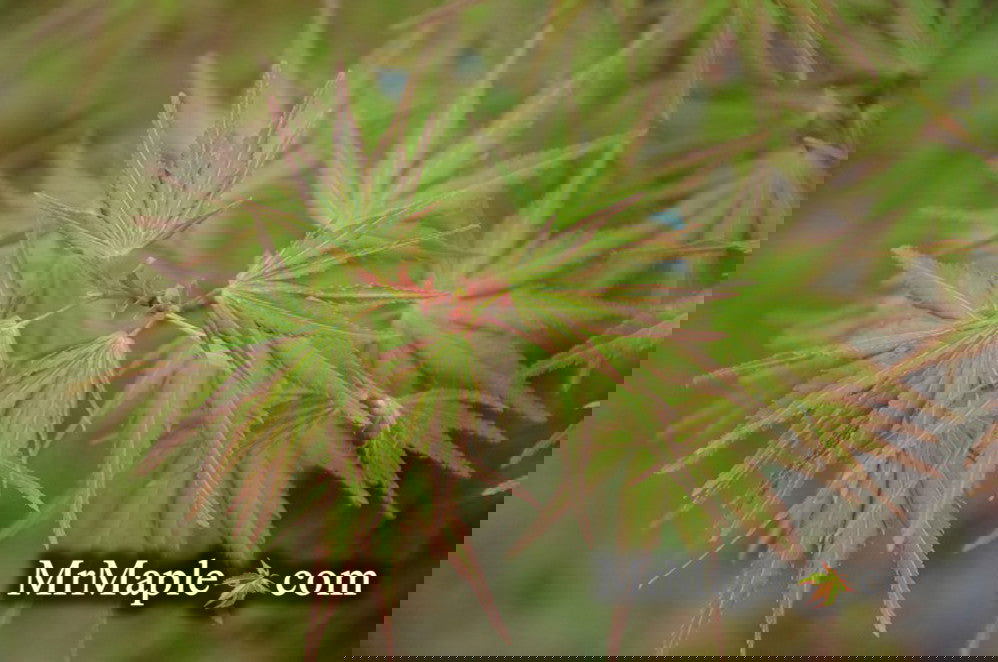 Buy Acer palmatum 'Nishiki gawa' Pinebark Japanese Maple — Mr