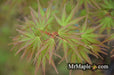 - Acer palmatum 'Nishiki gawa' Pinebark Japanese Maple - Mr Maple │ Buy Japanese Maple Trees