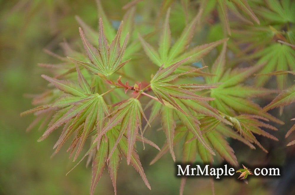 - Acer palmatum 'Nishiki gawa' Pinebark Japanese Maple - Mr Maple │ Buy Japanese Maple Trees