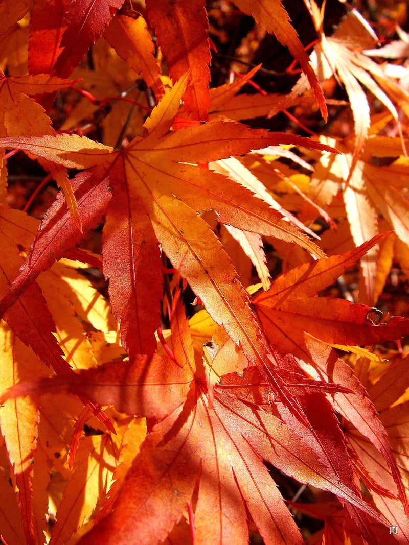 - Acer palmatum 'Nishiki gawa' Pinebark Japanese Maple - Mr Maple │ Buy Japanese Maple Trees