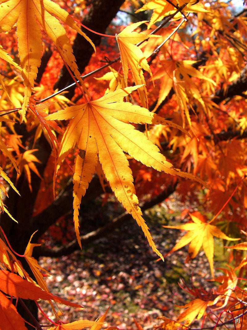 - Acer palmatum 'Nishiki gawa' Pinebark Japanese Maple - Mr Maple │ Buy Japanese Maple Trees