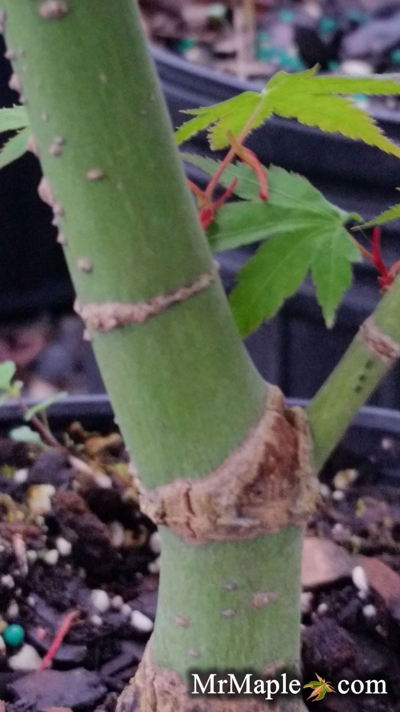 - Acer palmatum 'Nishiki yamato' Pinebark Japanese Maple - Mr Maple │ Buy Japanese Maple Trees