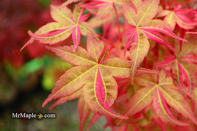 - Acer palmatum 'Noel' Japanese Maple - Mr Maple │ Buy Japanese Maple Trees