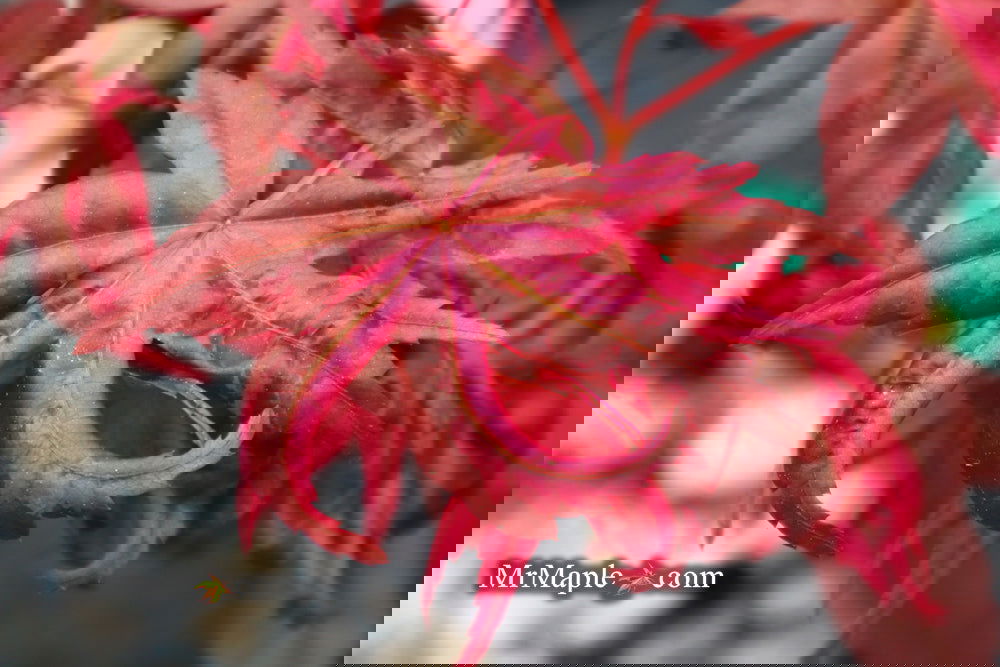 Buy Acer palmatum 'Noel' Japanese Maple — Mr Maple │ Buy Japanese