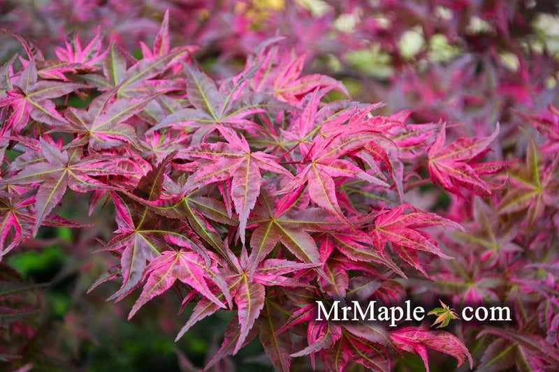 - Acer palmatum 'Noel' Japanese Maple - Mr Maple │ Buy Japanese Maple Trees
