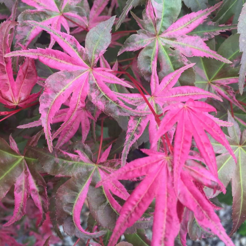- Acer palmatum 'Noel' Japanese Maple - Mr Maple │ Buy Japanese Maple Trees