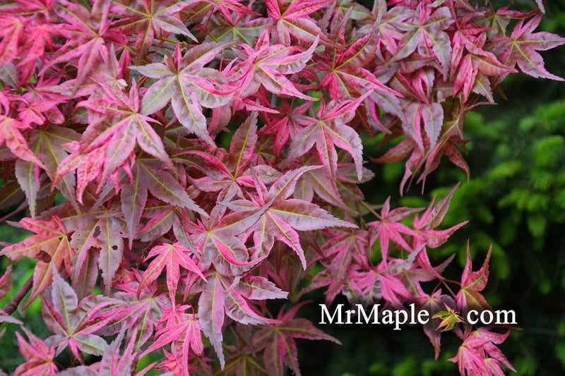 - Acer palmatum 'Noel' Japanese Maple - Mr Maple │ Buy Japanese Maple Trees