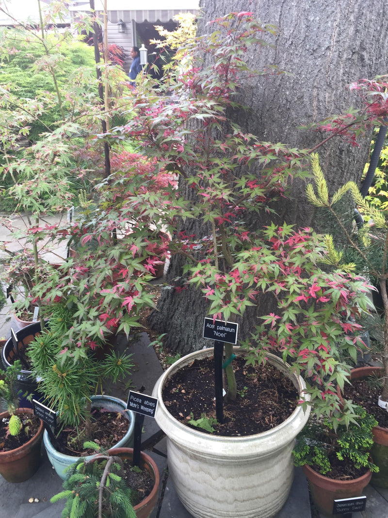 - Acer palmatum 'Noel' Japanese Maple - Mr Maple │ Buy Japanese Maple Trees