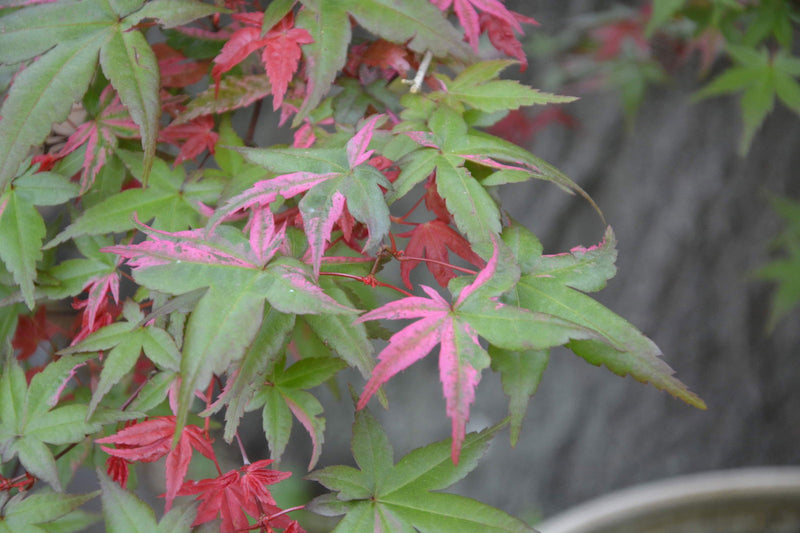 - Acer palmatum 'Noel' Japanese Maple - Mr Maple │ Buy Japanese Maple Trees