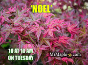 - Acer palmatum 'Noel' Japanese Maple - Mr Maple │ Buy Japanese Maple Trees
