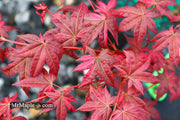 - Acer palmatum 'Noel' Japanese Maple - Mr Maple │ Buy Japanese Maple Trees