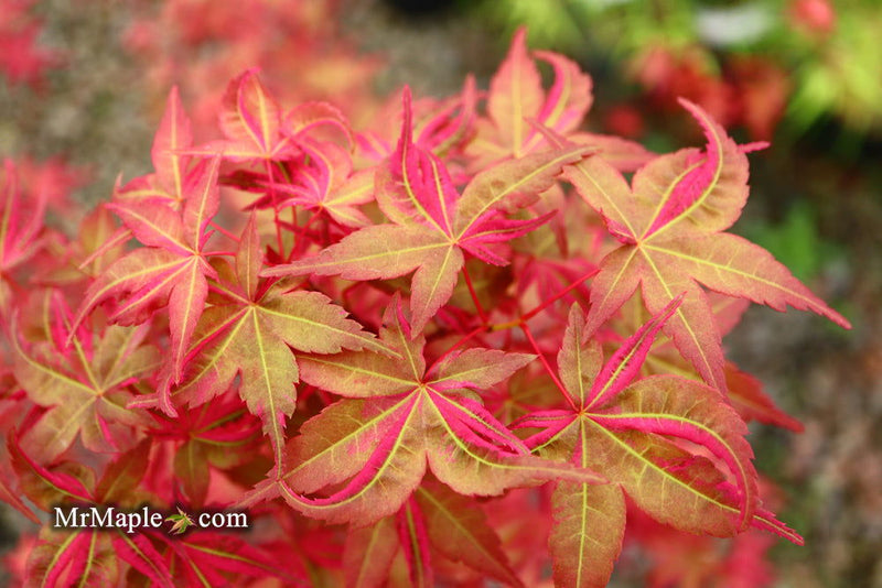 - Acer palmatum 'Noel' Japanese Maple - Mr Maple │ Buy Japanese Maple Trees