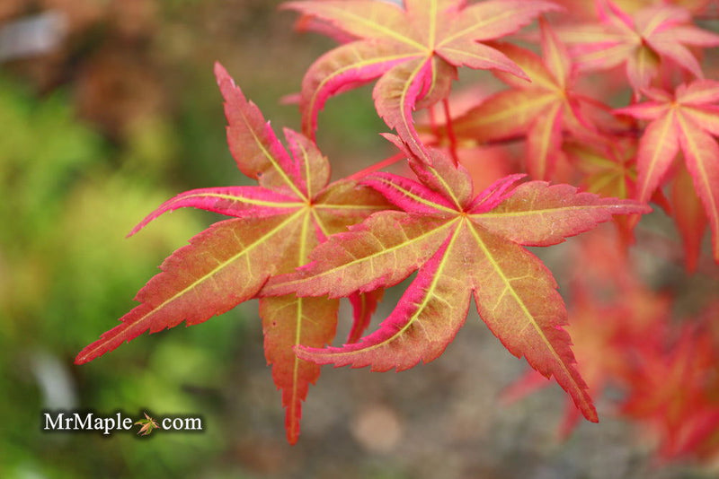 - Acer palmatum 'Noel' Japanese Maple - Mr Maple │ Buy Japanese Maple Trees