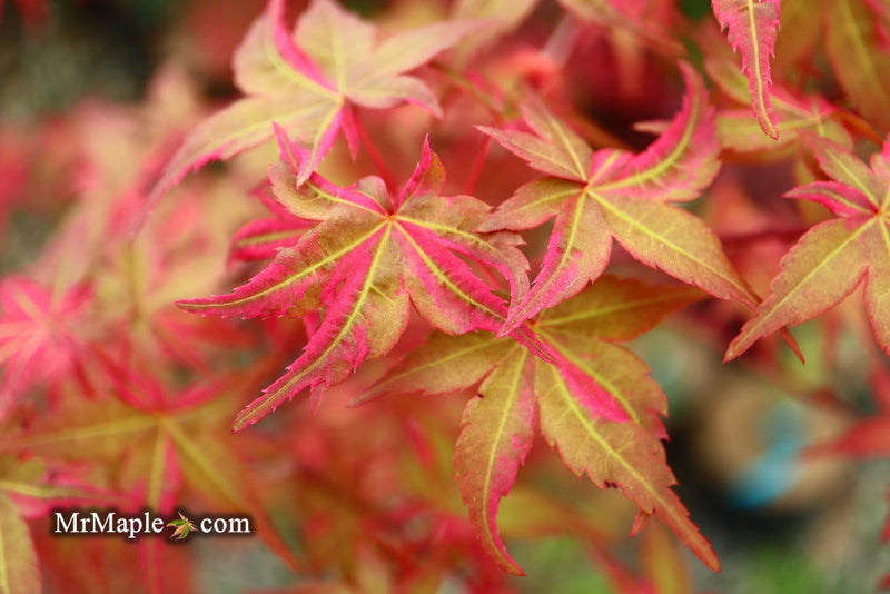 - Acer palmatum 'Noel' Japanese Maple - Mr Maple │ Buy Japanese Maple Trees