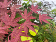 - Acer palmatum 'Novum' Red Japanese Maple - Mr Maple │ Buy Japanese Maple Trees