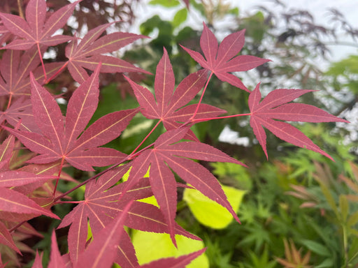 - Acer palmatum 'Novum' Red Japanese Maple - Mr Maple │ Buy Japanese Maple Trees