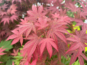 - Acer palmatum 'Novum' Red Japanese Maple - Mr Maple │ Buy Japanese Maple Trees