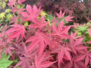 - Acer palmatum 'Novum' Red Japanese Maple - Mr Maple │ Buy Japanese Maple Trees