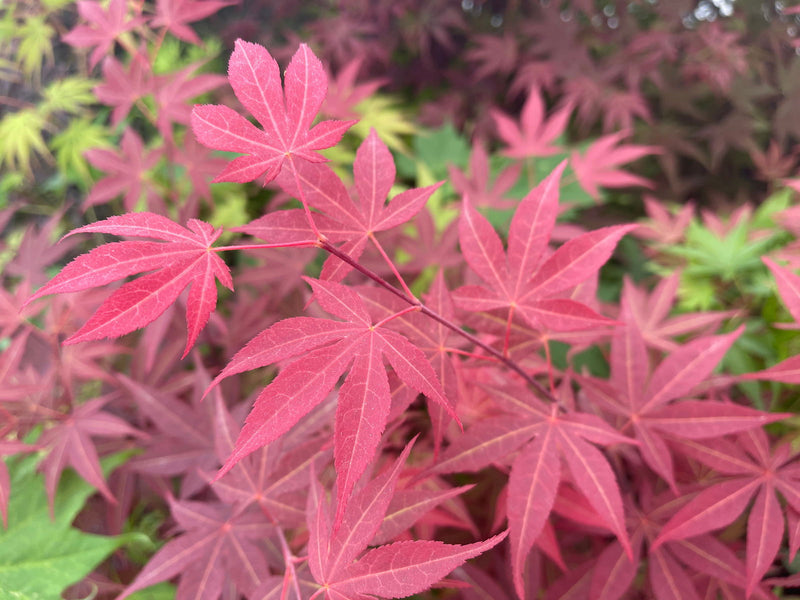 - Acer palmatum 'Novum' Red Japanese Maple - Mr Maple │ Buy Japanese Maple Trees