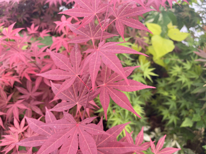 - Acer palmatum 'Novum' Red Japanese Maple - Mr Maple │ Buy Japanese Maple Trees