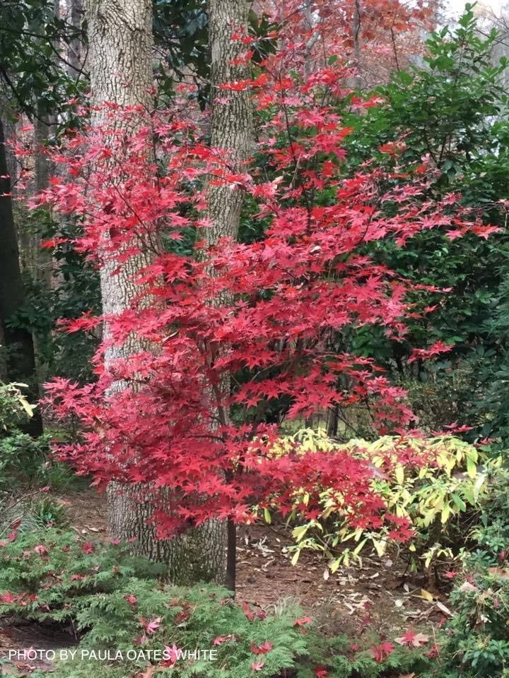 Buy Acer palmatum 'Nuresagi' Japanese Maple — Mr Maple │ Buy Japanese Maple  Trees