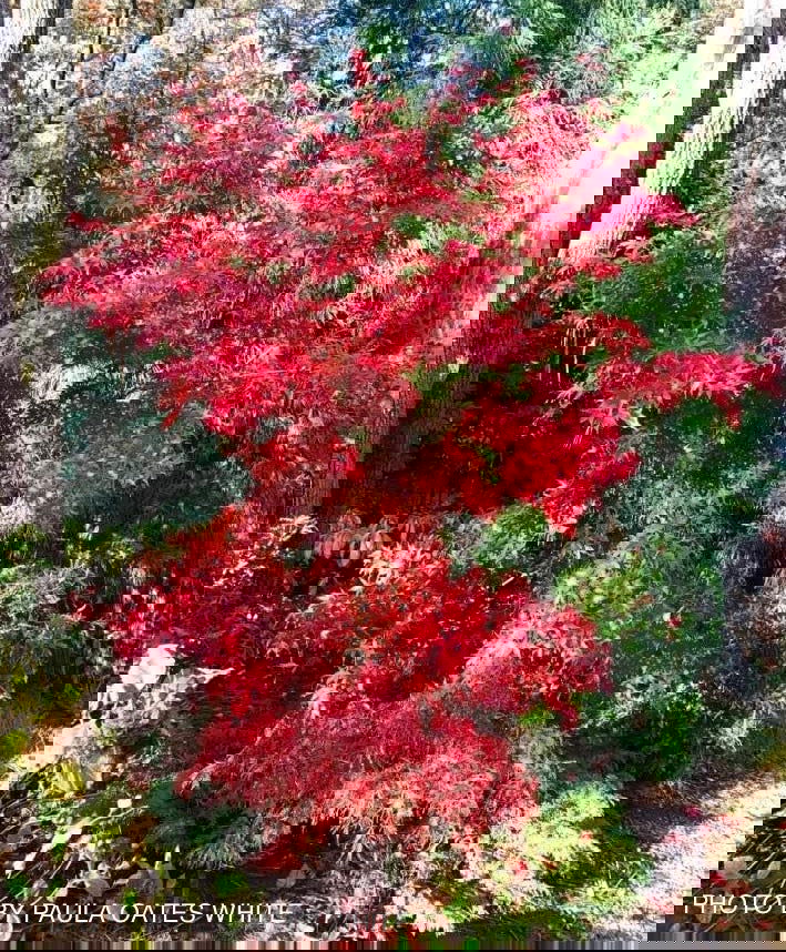 - Acer palmatum 'Nuresagi' Japanese Maple - Mr Maple │ Buy Japanese Maple Trees