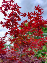 - Acer palmatum 'Nuresagi' Japanese Maple - Mr Maple │ Buy Japanese Maple Trees