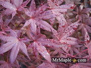 - Acer palmatum 'Nuresagi' Japanese Maple - Mr Maple │ Buy Japanese Maple Trees