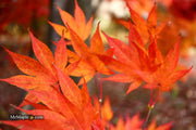 - Acer palmatum 'O shi rini' Japanese Maple - Mr Maple │ Buy Japanese Maple Trees