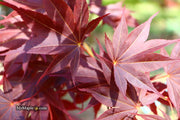 - Acer palmatum 'O shi rini' Japanese Maple - Mr Maple │ Buy Japanese Maple Trees