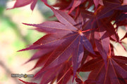 - Acer palmatum 'O shi rini' Japanese Maple - Mr Maple │ Buy Japanese Maple Trees
