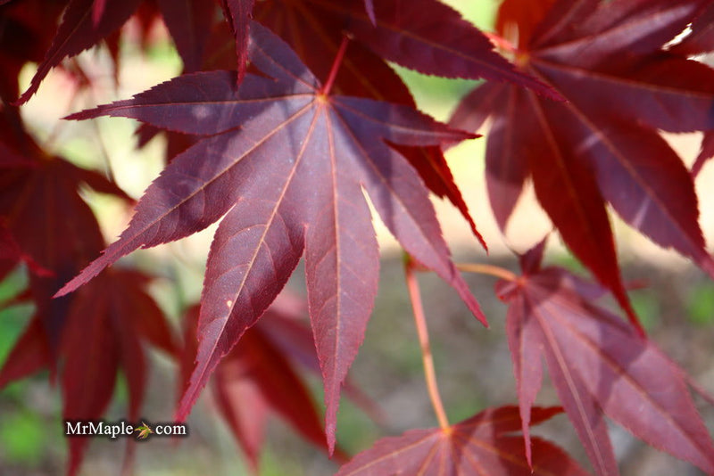 - Acer palmatum 'O shi rini' Japanese Maple - Mr Maple │ Buy Japanese Maple Trees