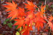- Acer palmatum 'O shi rini' Japanese Maple - Mr Maple │ Buy Japanese Maple Trees