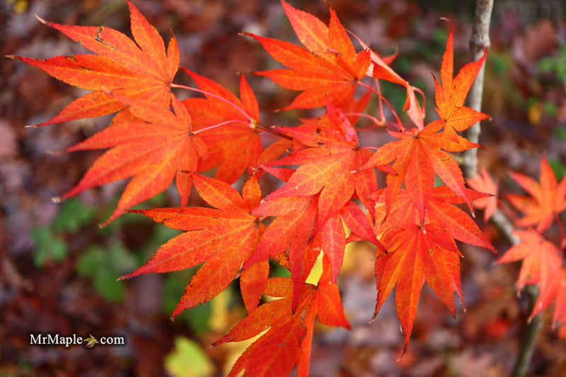 - Acer palmatum 'O shi rini' Japanese Maple - Mr Maple │ Buy Japanese Maple Trees