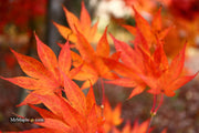 - Acer palmatum 'O shi rini' Japanese Maple - Mr Maple │ Buy Japanese Maple Trees