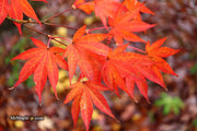- Acer palmatum 'O shi rini' Japanese Maple - Mr Maple │ Buy Japanese Maple Trees
