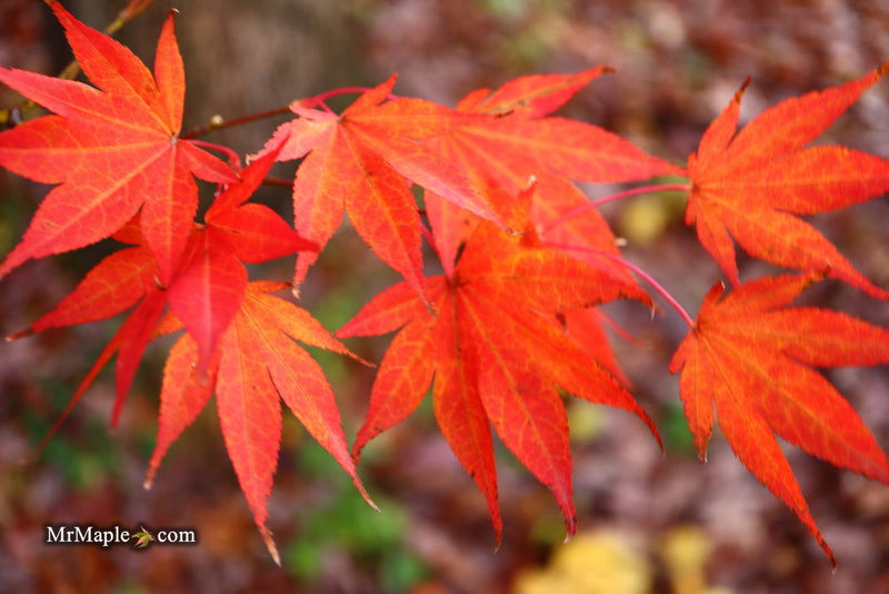 - Acer palmatum 'O shi rini' Japanese Maple - Mr Maple │ Buy Japanese Maple Trees