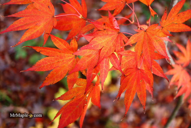- Acer palmatum 'O shi rini' Japanese Maple - Mr Maple │ Buy Japanese Maple Trees