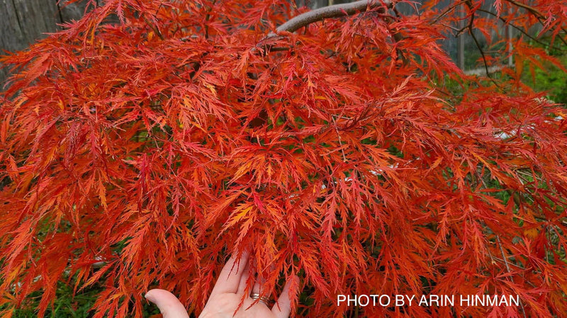 - Acer palmatum 'Octopus' Weeping Japanese Maple - Mr Maple │ Buy Japanese Maple Trees