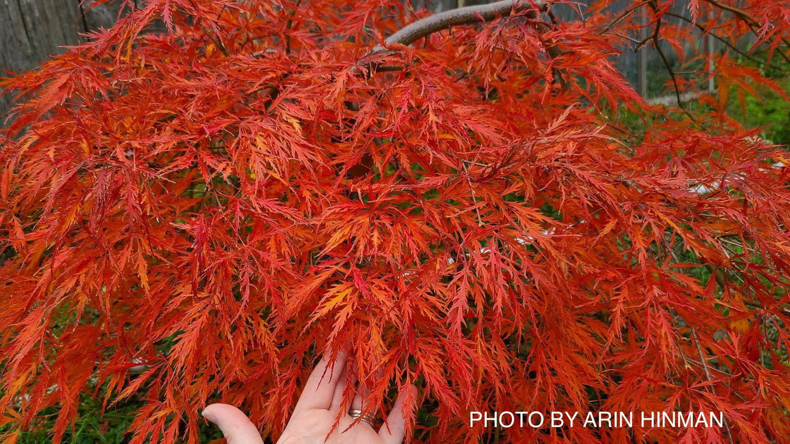 Buy Acer palmatum 'Octopus' Weeping Japanese Maple — Mr Maple │ Buy ...