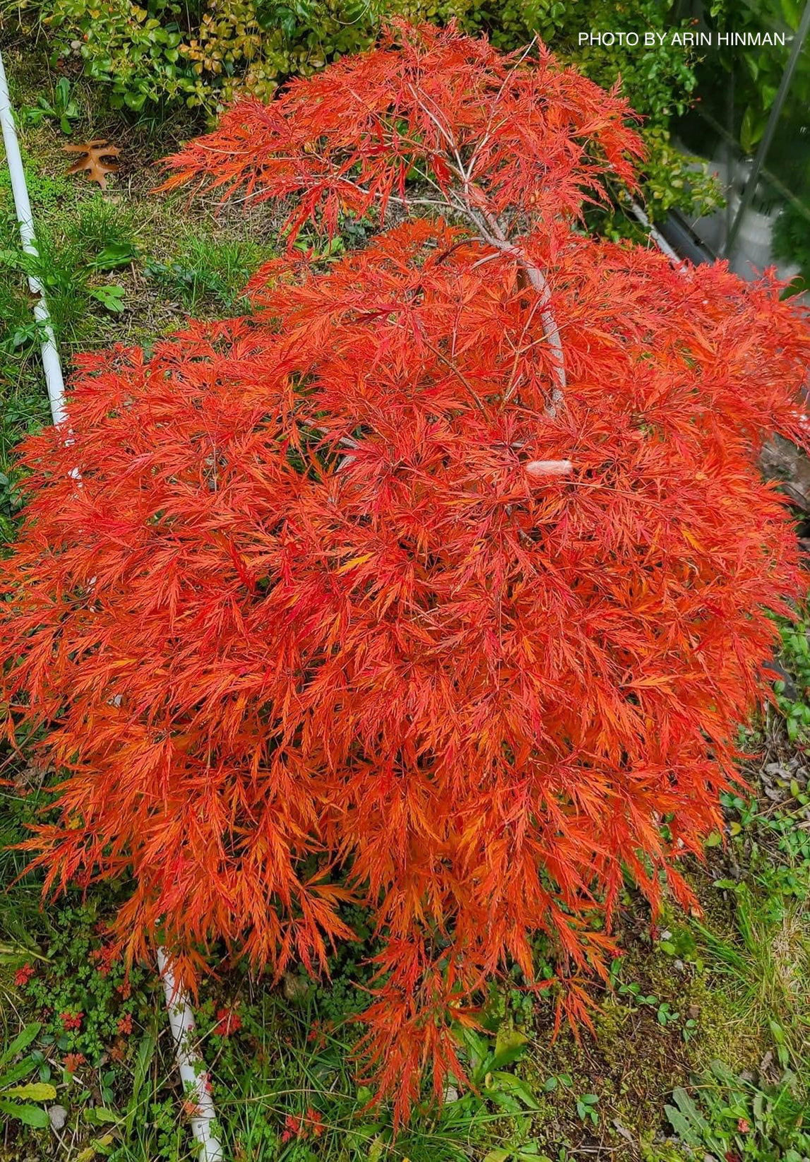 Buy Acer palmatum 'Octopus' Weeping Japanese Maple — Mr Maple │ Buy ...