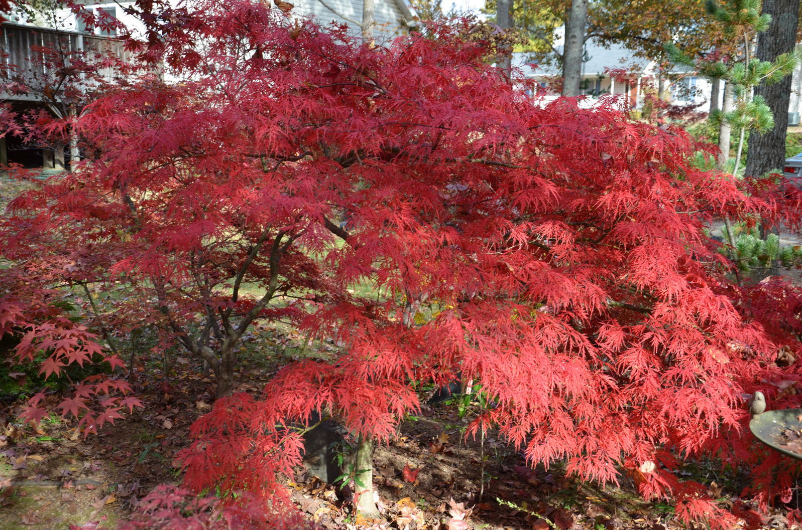 Buy Acer palmatum 'Octopus' Weeping Japanese Maple — Mr Maple │ Buy ...